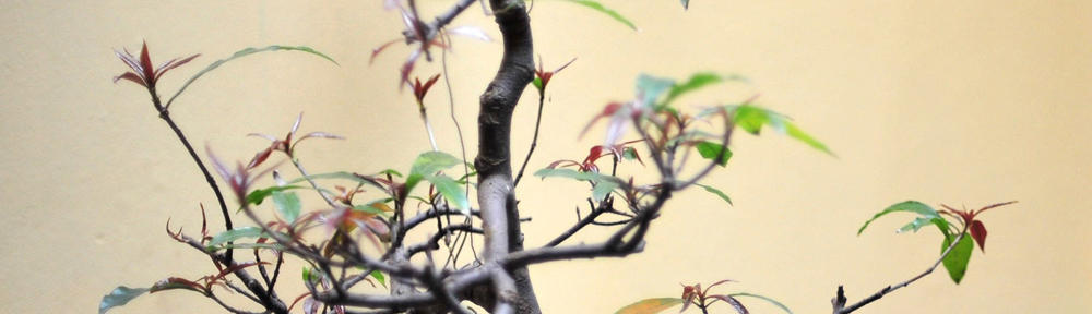 Church of Christ Directory